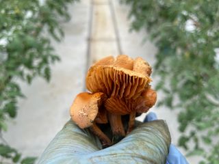 그린애농장님의 버섯 · 품종•종자 작성글 사진