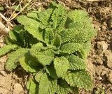 팜모닝 기타작물·자유게시판 게시글 이미지