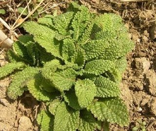 흑도라지흑청 정현숙님의 기타작물 · 자유게시판 작성글 사진