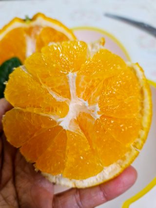 새달귤농장님의 작성글 사진