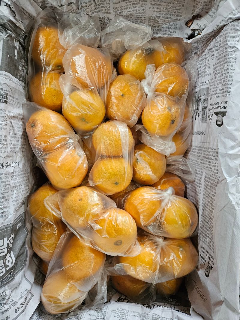 새달귤농장님의 장터 판매 상품 [(특가할인) 노지한라봉 4.5키로] 첨부 사진