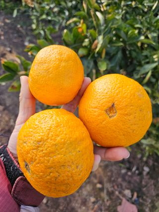 새달귤농장님의 작성글 사진