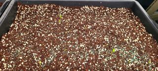 나무도깨비농원님의 기타작물 · 자유게시판 작성글 사진