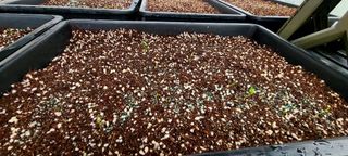 나무도깨비농원님의 기타작물 · 자유게시판 작성글 사진