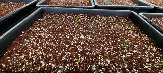 나무도깨비농원님의 기타작물 · 자유게시판 작성글 사진