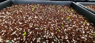 나무도깨비농원님의 기타작물 · 자유게시판 작성글 사진