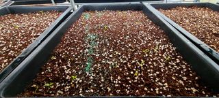 나무도깨비농원님의 기타작물 · 자유게시판 작성글 사진