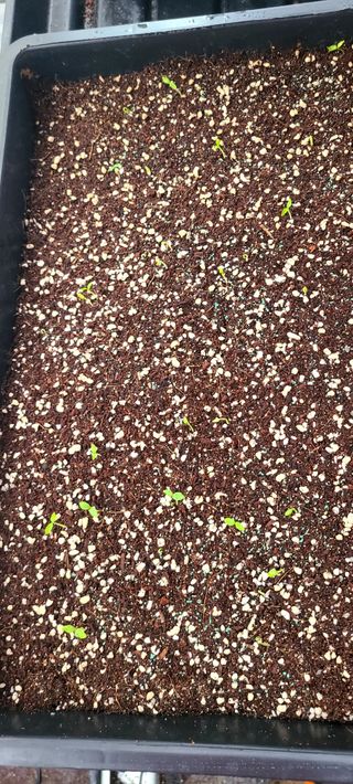 나무도깨비농원님의 기타작물 · 자유게시판 작성글 사진