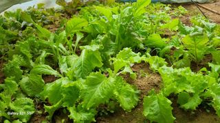 함영규님의 2월 내 작물 자랑하기 · 참여글 작성글 사진