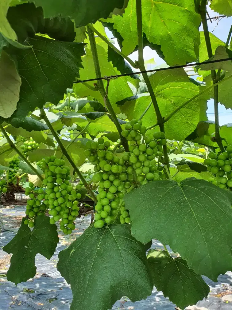 송병길님의 장터 판매 상품 [탐스럽고 싱그러운 가평 운악산 비가림 재배 포도 가 한] 첨부 사진