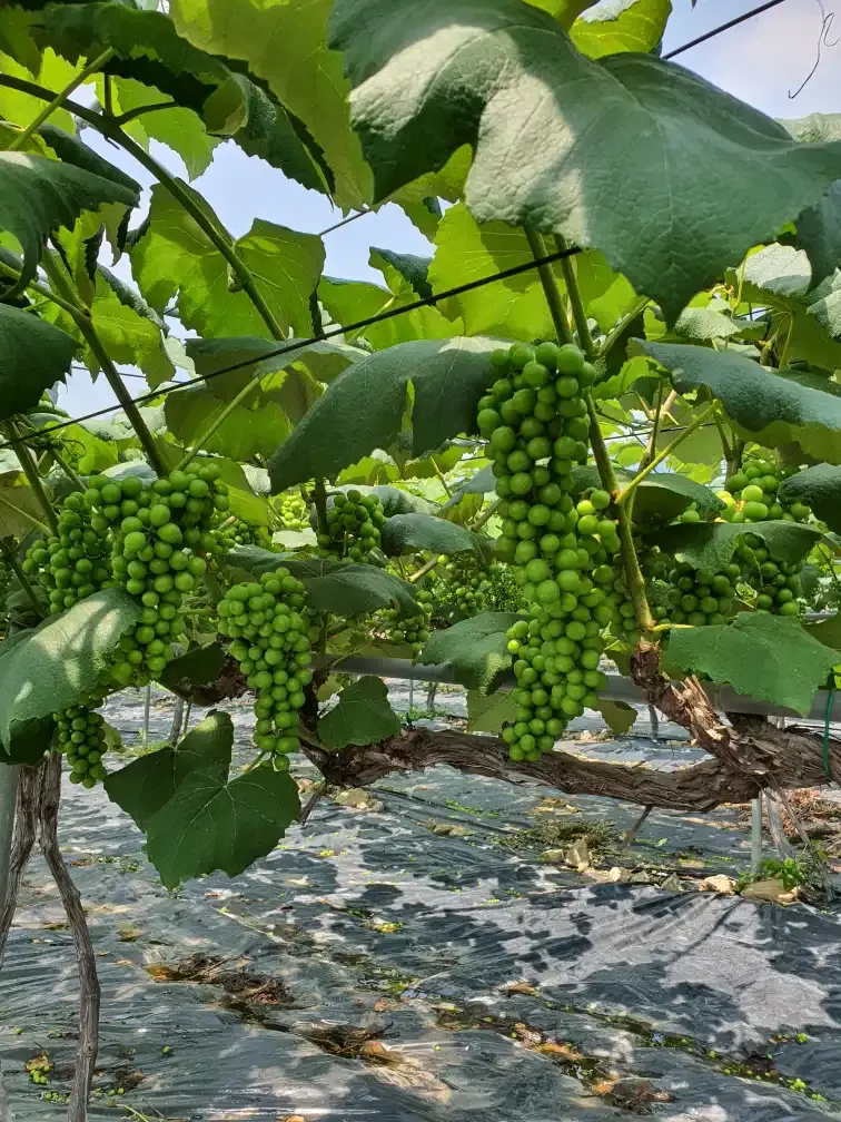 송병길님의 장터 판매 상품 [탐스럽고 싱그러운 가평 운악산 비가림 재배 포도 가 한] 첨부 사진