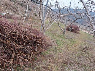 별빛농장지기님의 복숭아 · 자유게시판 작성글 사진