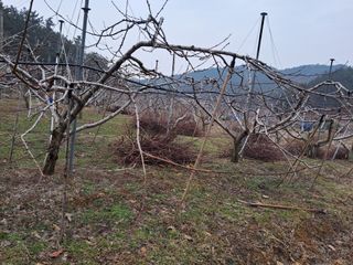 별빛농장지기님의 복숭아 · 자유게시판 작성글 사진