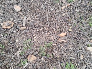 별빛농장지기님의 복숭아 · 자유게시판 작성글 사진