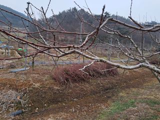 별빛농장지기님의 복숭아 · 자유게시판 작성글 사진