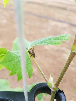 백송님의 기타작물 · 병해충상담 작성글 사진