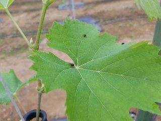 백송님의 기타작물 · 병해충상담 작성글 사진