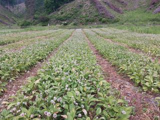 황덕순 님의 2월 내 작물 자랑하기 · 참여글 작성글 사진