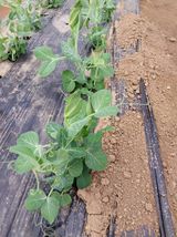 팜모닝 2월 내 작물 자랑하기·참여글 게시글 이미지