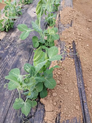 나성에 가면 이창희님의 2월 내 작물 자랑하기 · 참여글 작성글 사진