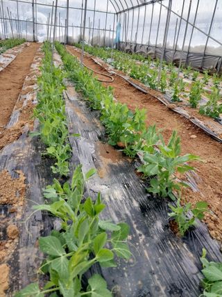 나성에 가면 이창희님의 2월 내 작물 자랑하기 · 참여글 작성글 사진