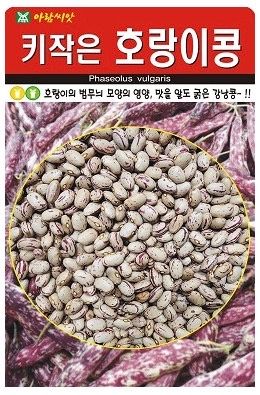 주주씨앗님의 장터 판매 상품 [키작은 호랑이콩 씨앗 비넝쿨 강낭콩 왜성종 씨앗 종자] 첨부 사진