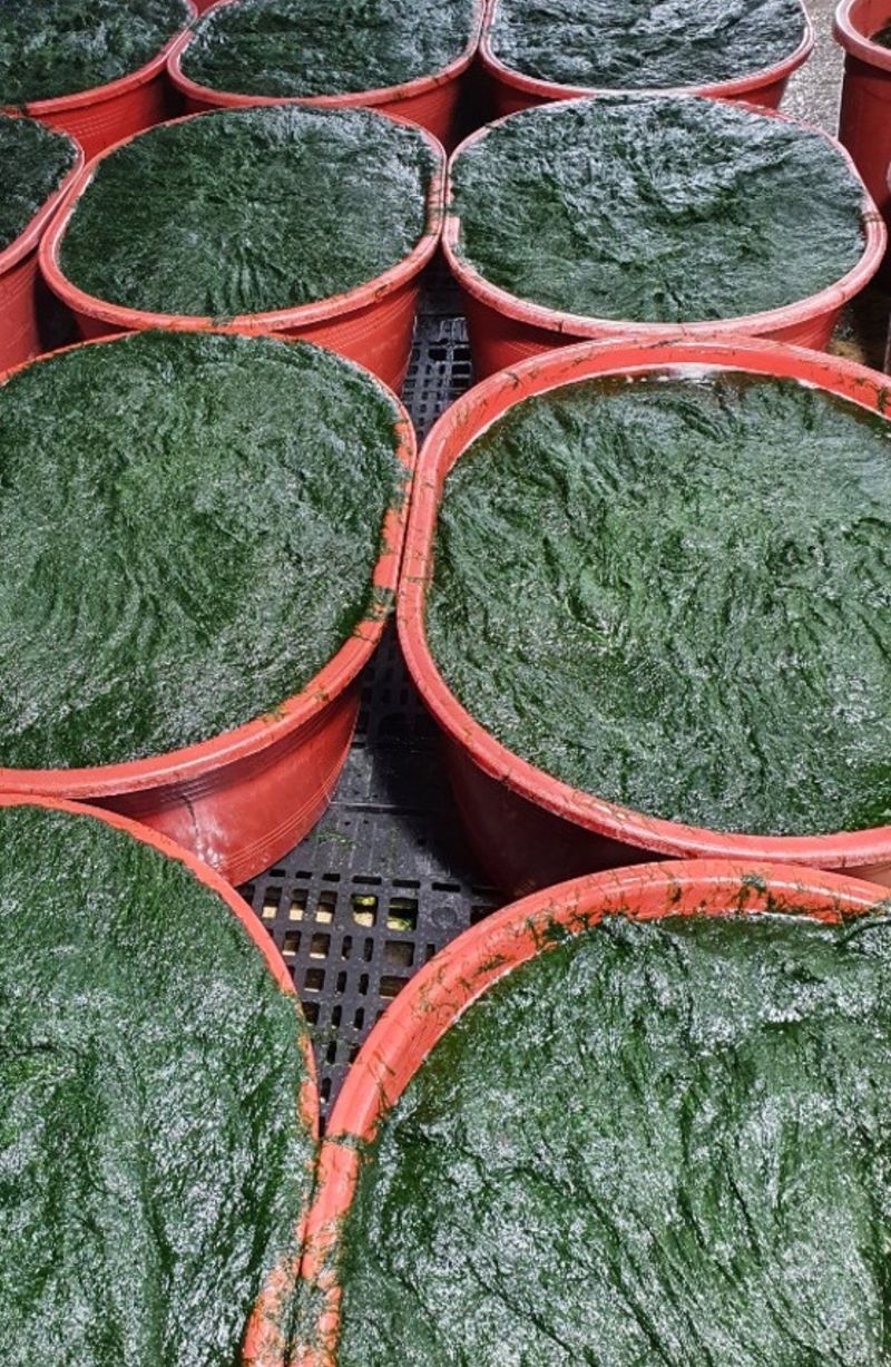 커피한잔의여유님의 장터 판매 상품 [무안반도감태 20kg ] 첨부 사진