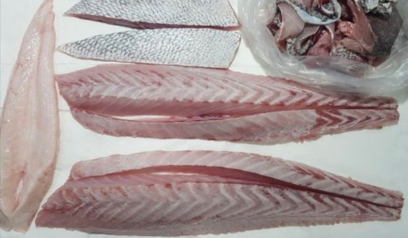 김진국님의 장터 판매 상품 [자연산 민어회 민어한마리(3.5kg) 민어부레,민어머리,뼈 같이 배송] 첨부 사진