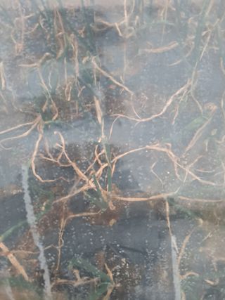 온시디움님의 양파 · 병해충상담 작성글 사진