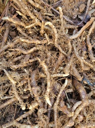 최기철님의 2월 내 작물 자랑하기 · 참여글 작성글 사진