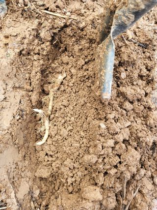 최기철님의 2월 내 작물 자랑하기 · 참여글 작성글 사진