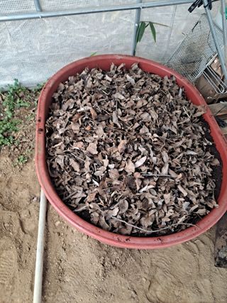 제라늄님의 2월 내 작물 자랑하기 · 참여글 작성글 사진