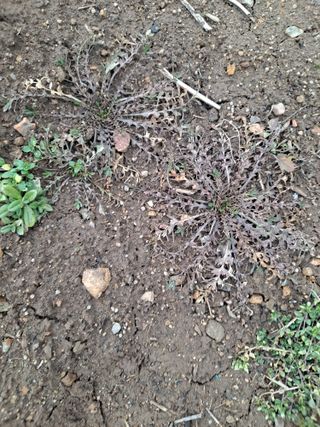 제라늄님의 2월 내 작물 자랑하기 · 참여글 작성글 사진