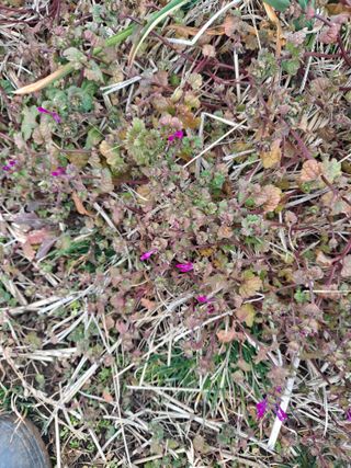 제라늄님의 2월 내 작물 자랑하기 · 참여글 작성글 사진