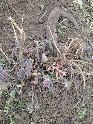 제라늄님의 2월 내 작물 자랑하기 · 참여글 작성글 사진