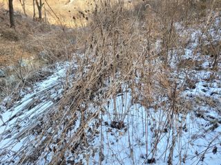 자연농원 순 강재옥님의 자유주제 · 자유게시판 작성글 사진