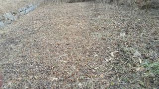 자연농원 순 강재옥님의 자유주제 · 자유게시판 작성글 사진