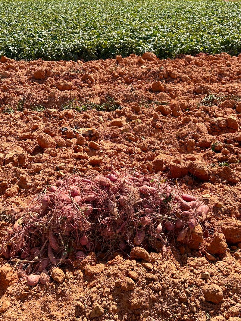 이영민님의 장터 판매 상품 [무안 황토 꿀 고구마 상 5kg] 첨부 사진