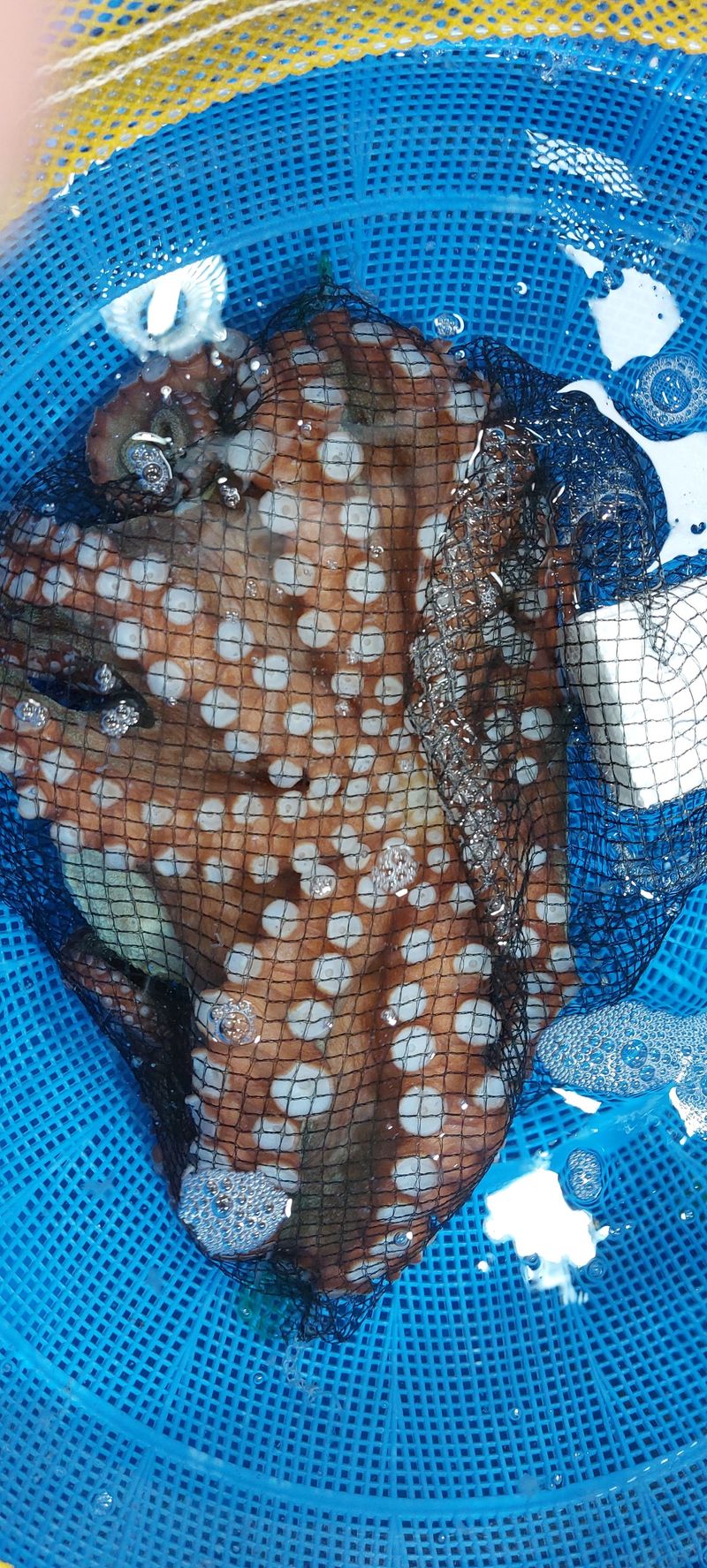 장터 상품 [활문어[돌문어] kg당] 썸네일