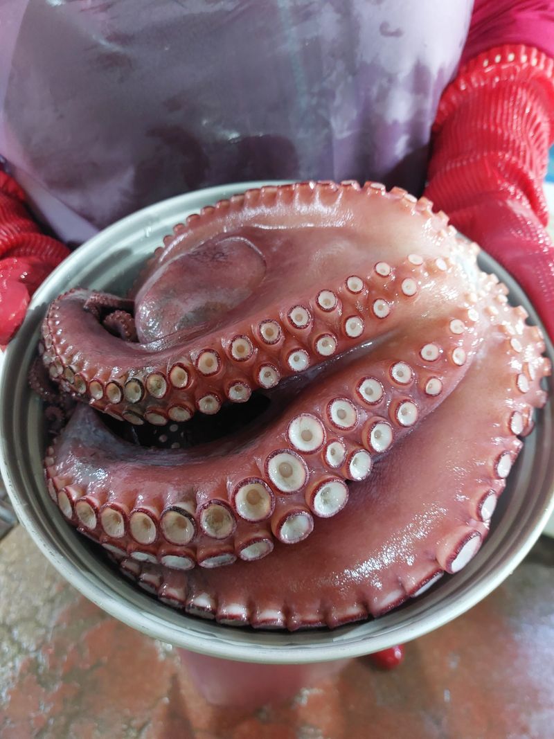 목포제주수산님의 장터 판매 상품 [활문어[돌문어] kg당] 첨부 사진