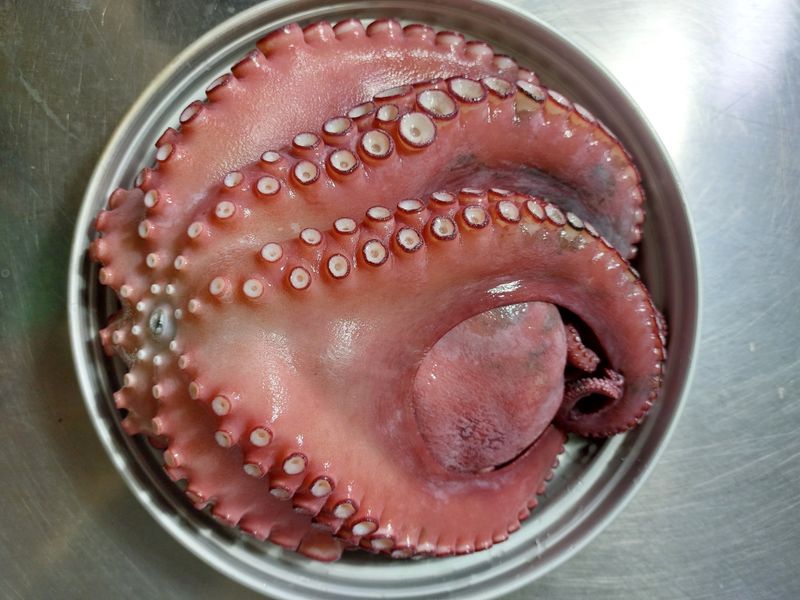 목포제주수산님의 장터 판매 상품 [활문어[돌문어] kg당] 첨부 사진