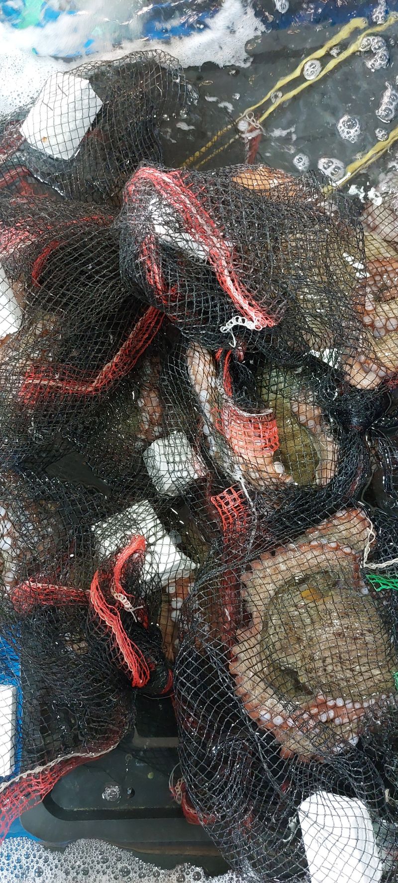 목포제주수산님의 장터 판매 상품 [활문어[돌문어] kg당] 첨부 사진