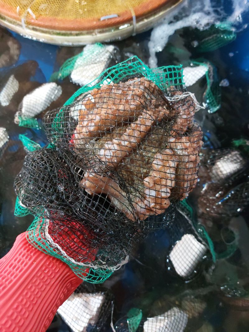 목포제주수산님의 장터 판매 상품 [활문어[돌문어] kg당] 첨부 사진