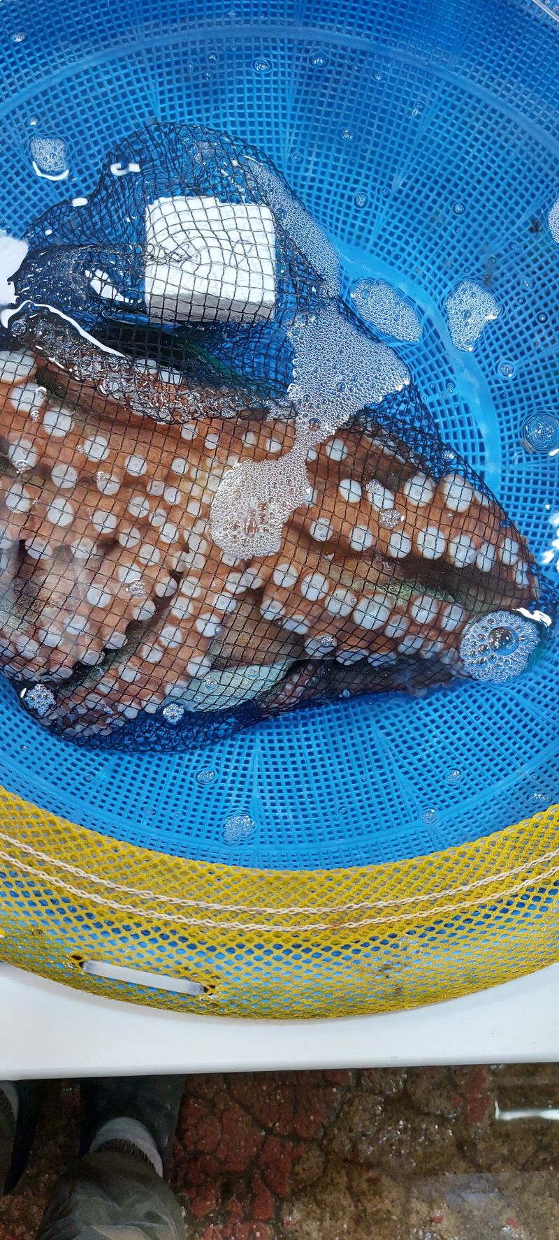 목포제주수산님의 장터 판매 상품 [활문어[돌문어] kg당] 첨부 사진