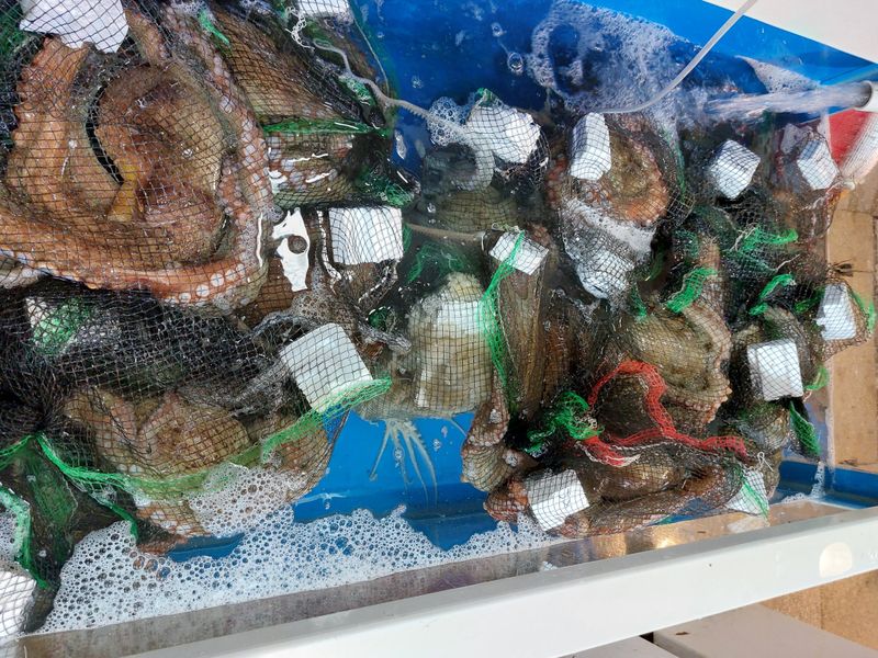 목포제주수산님의 장터 판매 상품 [활문어[돌문어] kg당] 첨부 사진