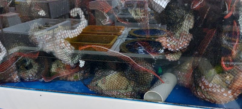 목포제주수산님의 장터 판매 상품 [활문어[돌문어] kg당] 첨부 사진