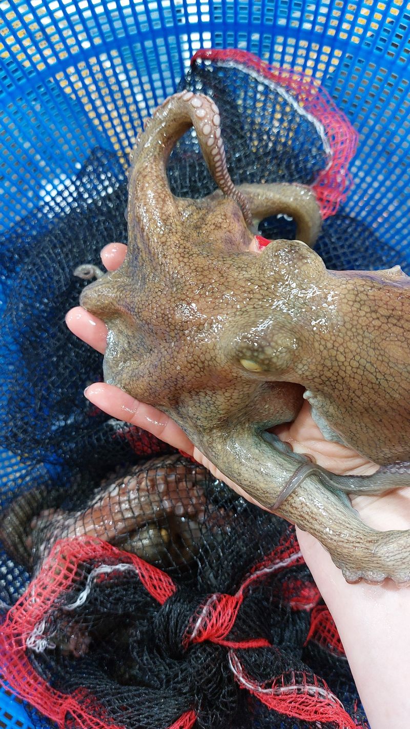 목포제주수산님의 장터 판매 상품 [활문어[돌문어] kg당] 첨부 사진