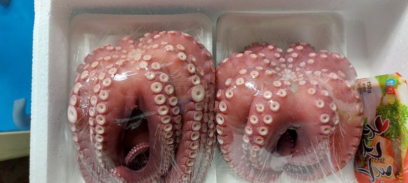 목포제주수산님의 장터 판매 상품 [활문어[돌문어] kg당] 첨부 사진