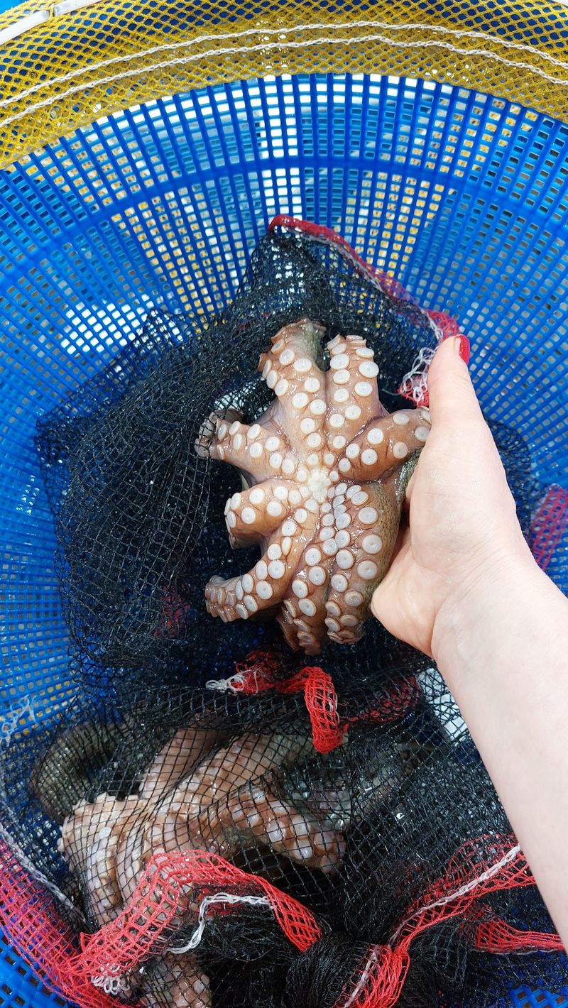 목포제주수산님의 장터 판매 상품 [활문어[돌문어] kg당] 첨부 사진