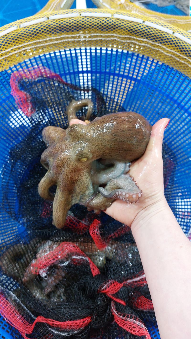 목포제주수산님의 장터 판매 상품 [활문어[돌문어] kg당] 첨부 사진